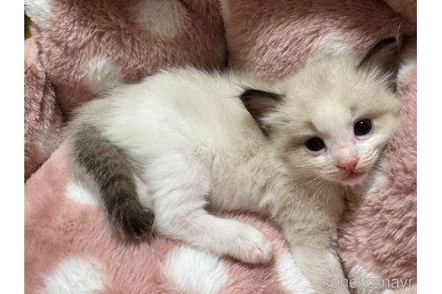 販売中の三重県のラグドール-116962の4枚目